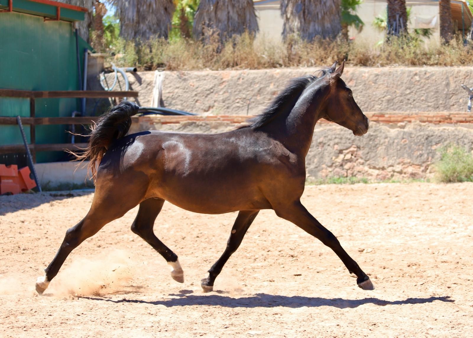horse